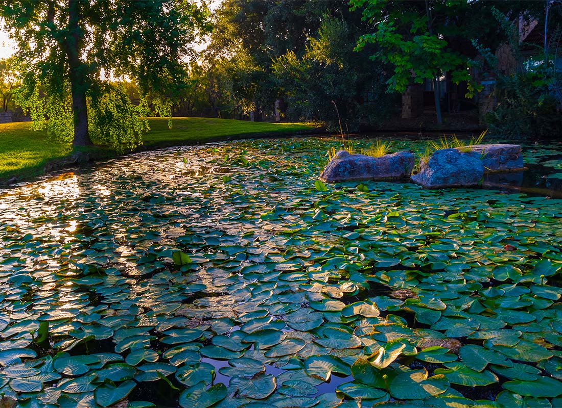 Marble Falls, TX - View of a Japanese Style Pond with Floating Lillies on the Water in Marble Falls Texas Surronuded by Green Trees at Sunset